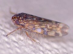 Xestocephalus superbus