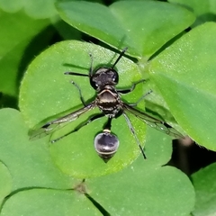 Metapolybia