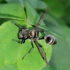 Metapolybia