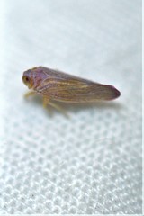 Omolicna