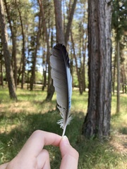 Garrulus glandarius graecus