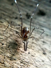 Mitostoma chrysomelas