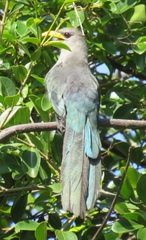 Ceuthmochares australis