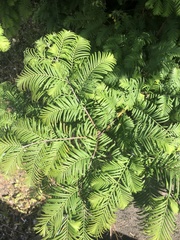 Metasequoia glyptostroboides