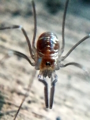 Mitostoma chrysomelas