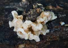 Ductifera pululahuana