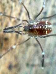 Mitostoma chrysomelas