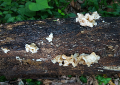 Ductifera pululahuana