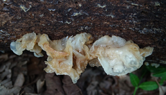 Ductifera pululahuana