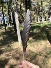 Corvus cornix sharpii