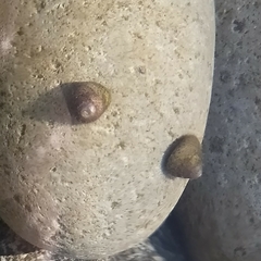 Steromphala divaricata