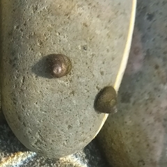 Steromphala divaricata