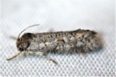 Acrolophus forbesi