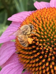 Apis mellifera