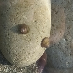 Steromphala divaricata