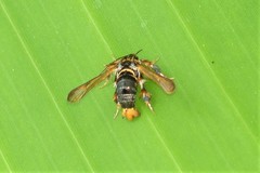 Tyrictaca yoshiyasui