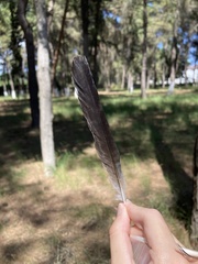 Garrulus glandarius graecus