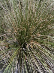 Juncus roemerianus