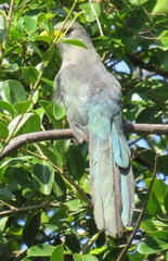 Ceuthmochares australis