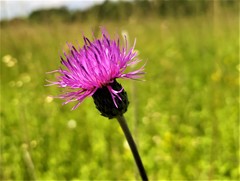 Cirsium tuberosum