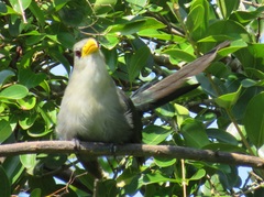 Ceuthmochares australis