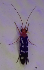 Chimarra albomaculata