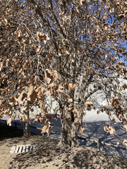 Platanus × hispanica