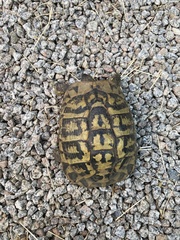 Testudo hermanni
