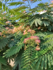 Albizia julibrissin