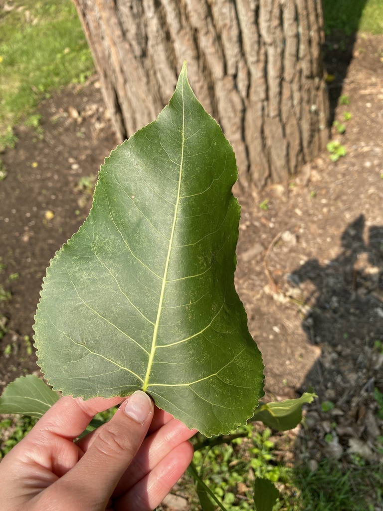 미류나무 from Ohio University, Athens, OH, US on 2021년 07월... 오전 by anna_stover4 · iNaturalist 미류나무 (Populus deltoides)