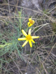 Senecio leptolobus