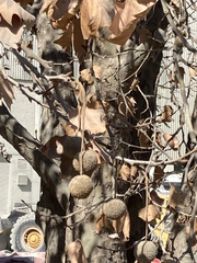 Platanus × hispanica