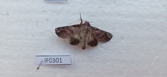 Hemicephalis rufipes