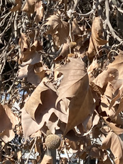 Platanus × hispanica