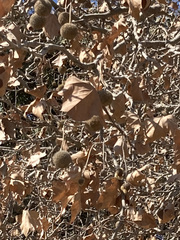 Platanus × hispanica