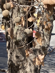 Platanus × hispanica