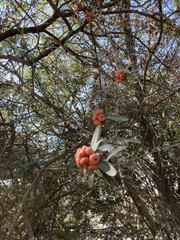 Pyracantha angustifolia