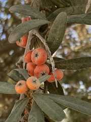 Pyracantha angustifolia