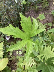 Filipendula rubra