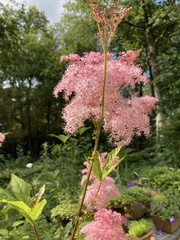 Filipendula rubra