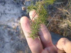 Baccharis ulicina
