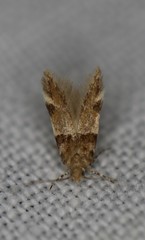 Theisoa constrictella