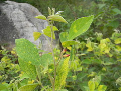 Rhynchosia suaveolens