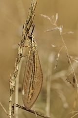 Myrmecaelurus trigrammus
