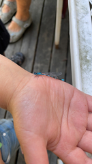 Enallagma cyathigerum