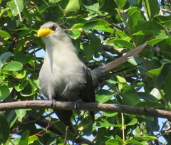 Ceuthmochares australis