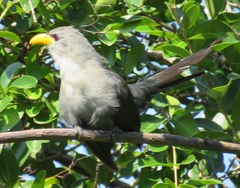 Ceuthmochares australis