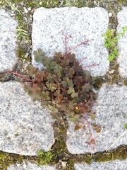 Oxalis corniculata
