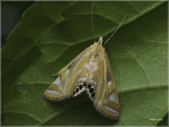 Eoophyla conjunctalis