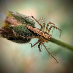 Oxyopes